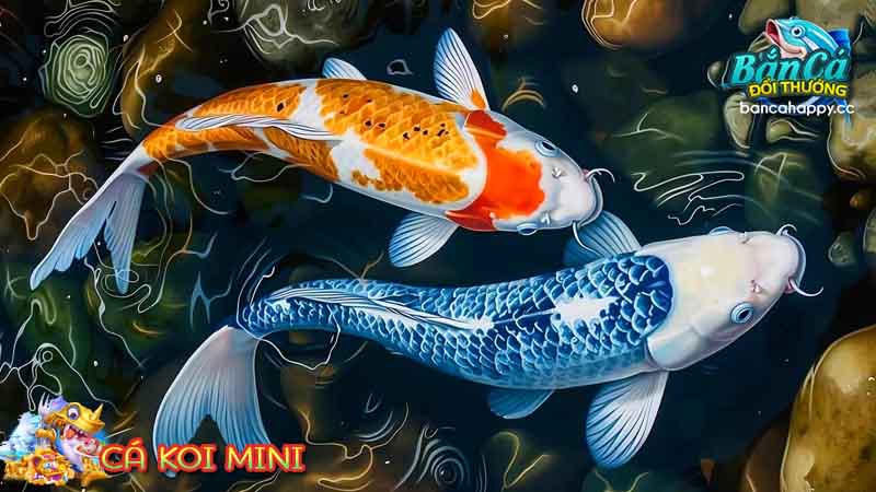 Giới thiệu dòng koi mini