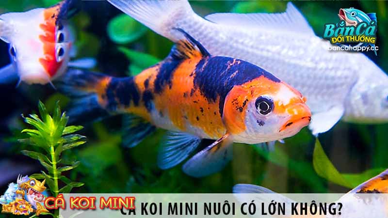 hướng dẫn chăm sóc cá koi mini