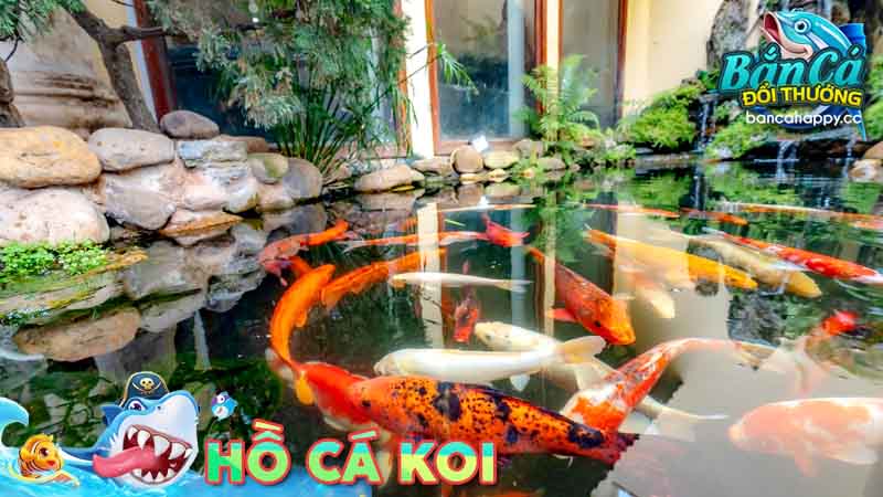 hướng dẫn thiết kế hồ cá koi