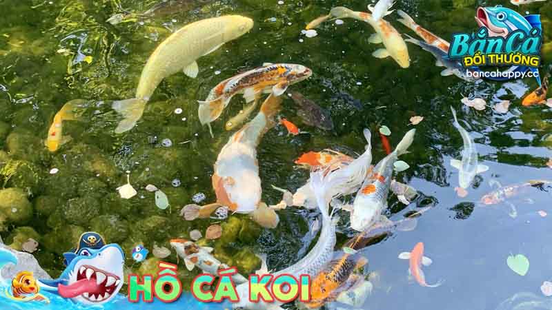 Những điểm lý thú khi nuôi cá koi