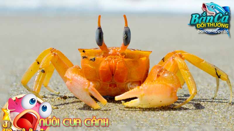 Hình tượng cua đối với trò chơi săn cá trực tuyến