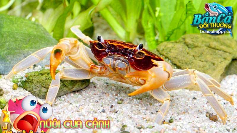 Nuôi của cảnh dựa theo phong thủy