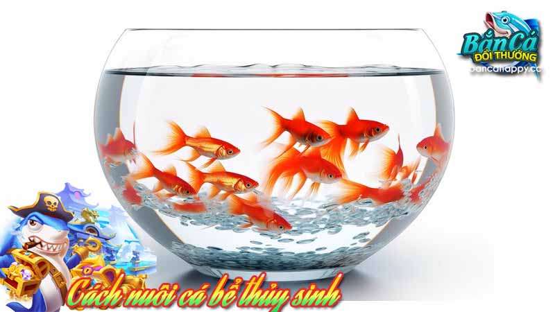 Kiểm soát thức ăn trong bể thủy sinh