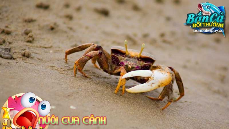 Nuôi cua cảnh mang lại tài vận và điềm lành