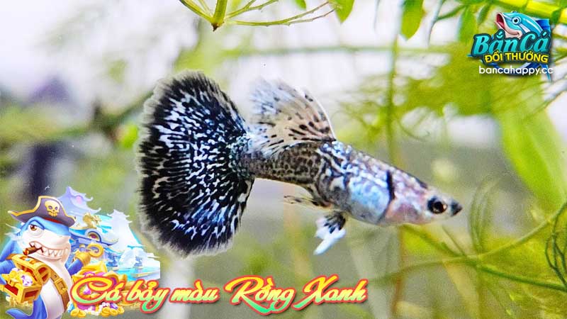 đặc tính cá bảy màu rồng xanh