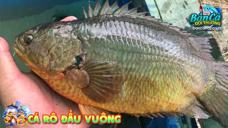 Giá trị kinh doanh của cá rô đầu vuông