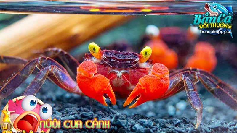 nuôi cua đã dần thay thế thú vui nuôi cá