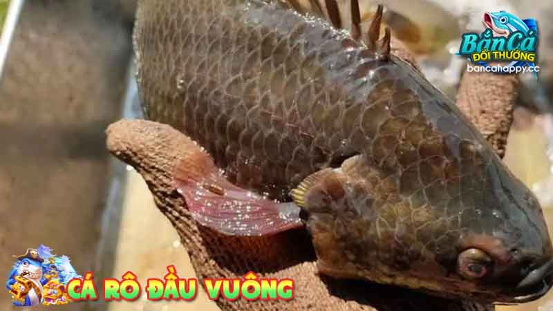 Hướng dẫn cách nuôi cá rô đầu vuông