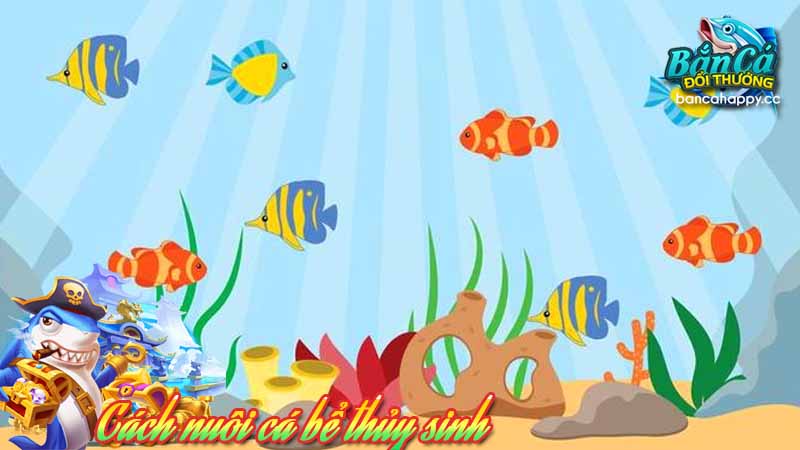 Cách nuôi cá bể thủy sinh giữ sạch nguồn nước