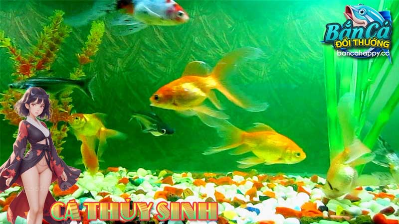 Lưu ý người dùng khi chơi cá thủy sinh