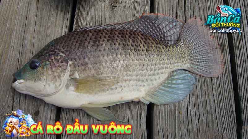 Tìm hiểu về cá rô đầu vuông