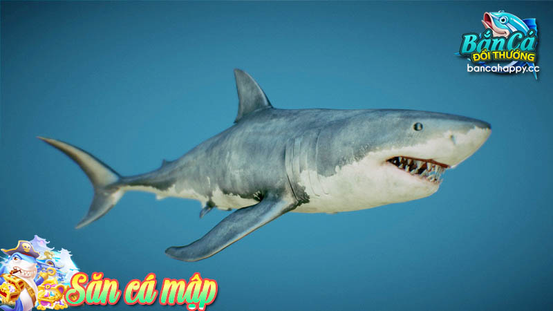 Tìm hiểu về săn cá mập trong game