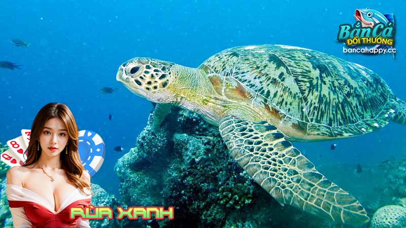 tìm hiểu đặc điểm của rùa xanh